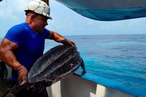 Returning a turtle to the water on board a Spanish purse seiner. Image: OPAGAC - @ Fiskerforum