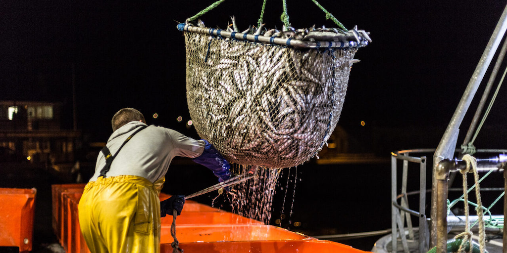 Read more about the article Falklands group acquires Ocean Fish
