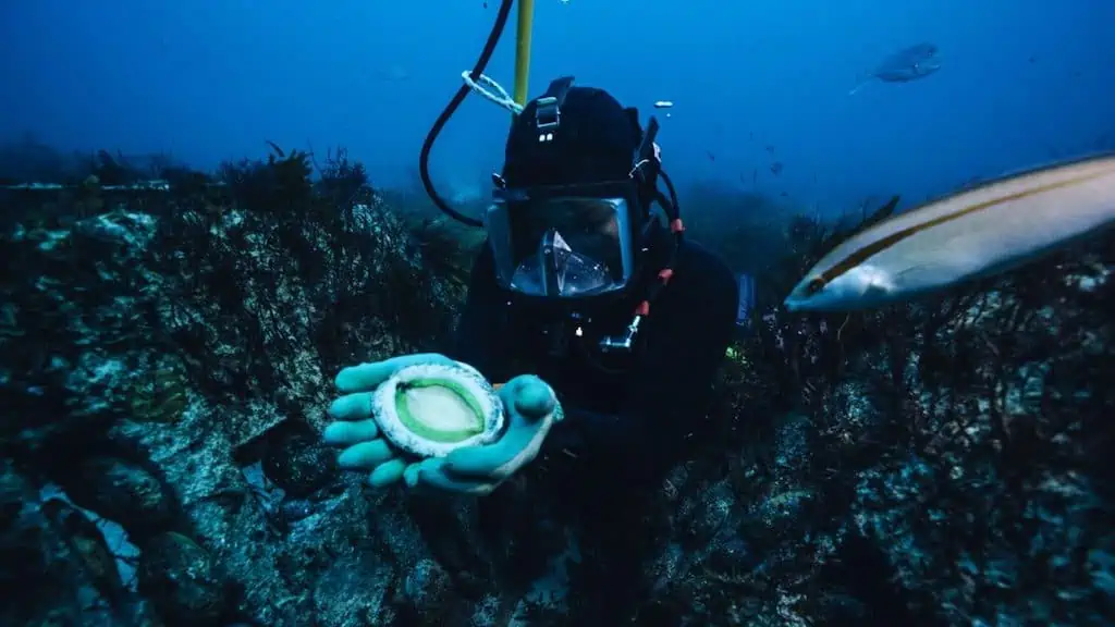 Read more about the article Western Australia abalone breakthrough