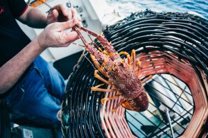 Ferguson Australia is a major processor and exporter of Southern Rock Lobster. Image: Robert Lang - @ Fiskerforum