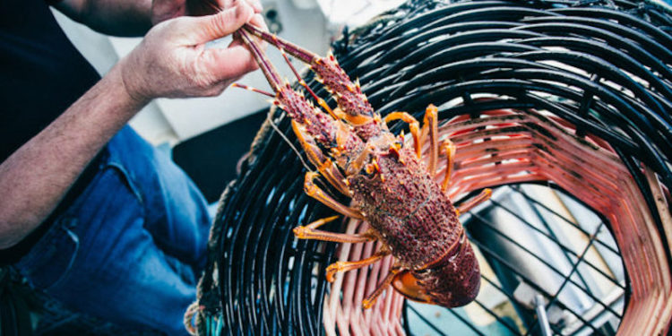 Ferguson Australia is a major processor and exporter of Southern Rock Lobster. Image: Robert Lang - @ Fiskerforum