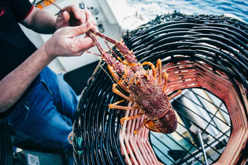 Read more about the article Strong start to Aussie lobster season feeds China’s appetite for premium seafood