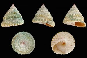 Tronchus Sea Shell - @ Fiskerforum
