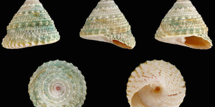 Tronchus Sea Shell - @ Fiskerforum