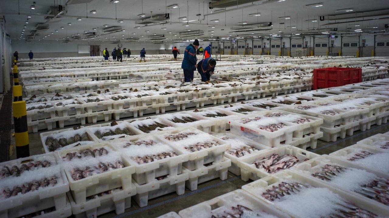 Read more about the article Peterhead selects electronic auction supplier