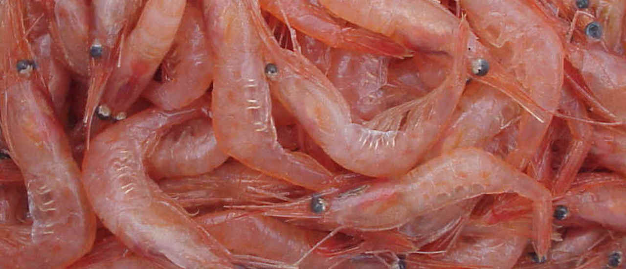 Read more about the article Flemish Cap northern shrimp fishery re-opens