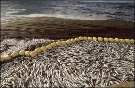 Read more about the article Record Pelagic Exports in October