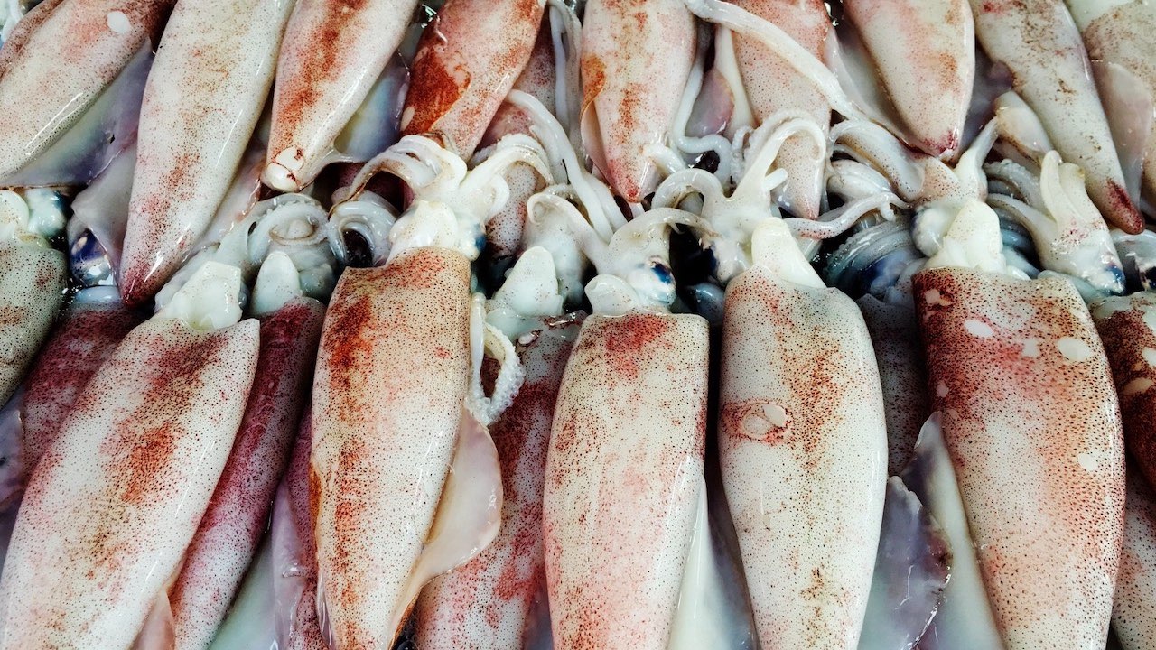 Read more about the article Peru licenses restarting jumbo squid fishery