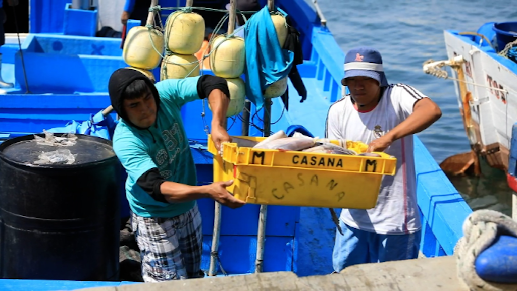 Read more about the article Jumbo squid quota raised