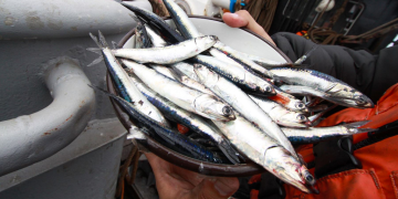 First anchovy season in Peru’s north-central zone closes