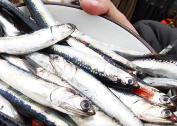 Looming El Niño remains a concern
