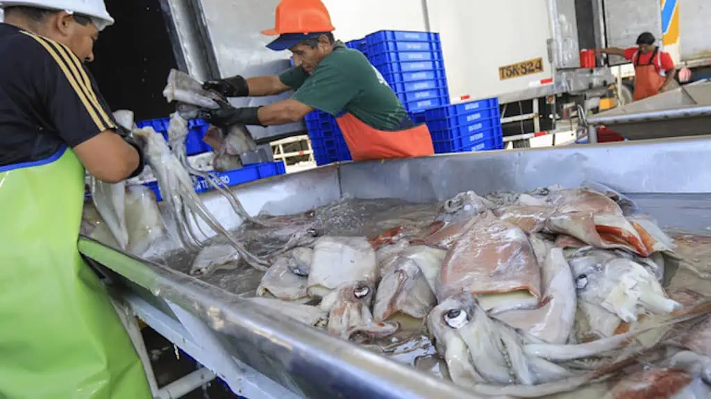 Read more about the article Peru authorises exploratory squid fishery