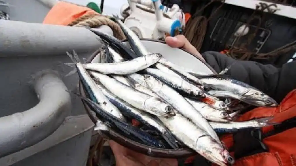Read more about the article Initial anchoveta season closes