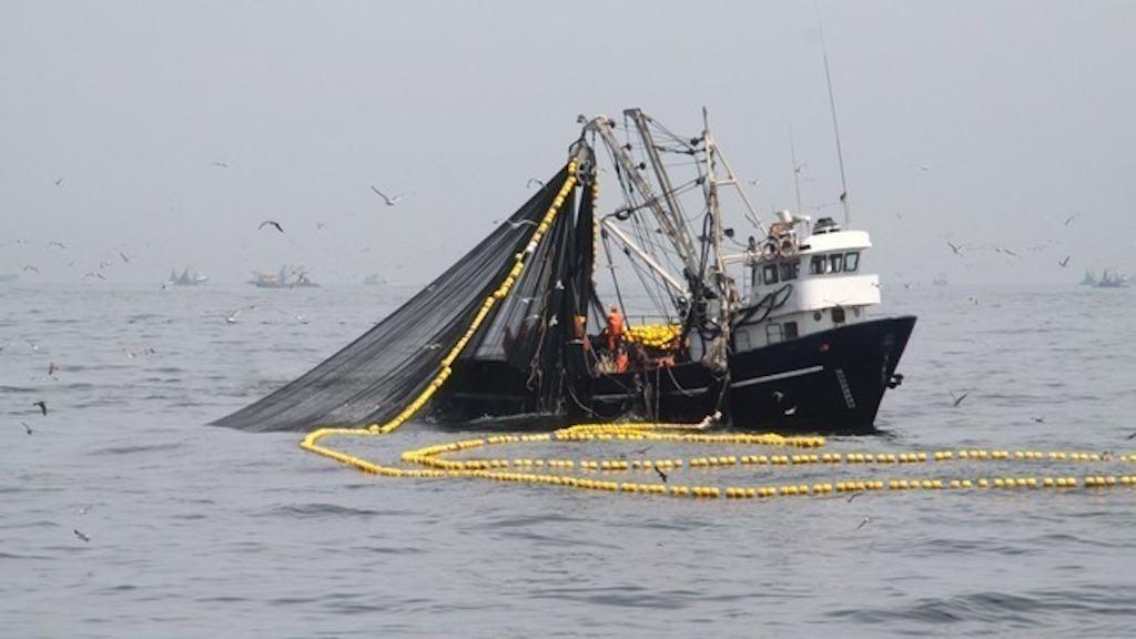 Read more about the article Anchovy fishery gets underway