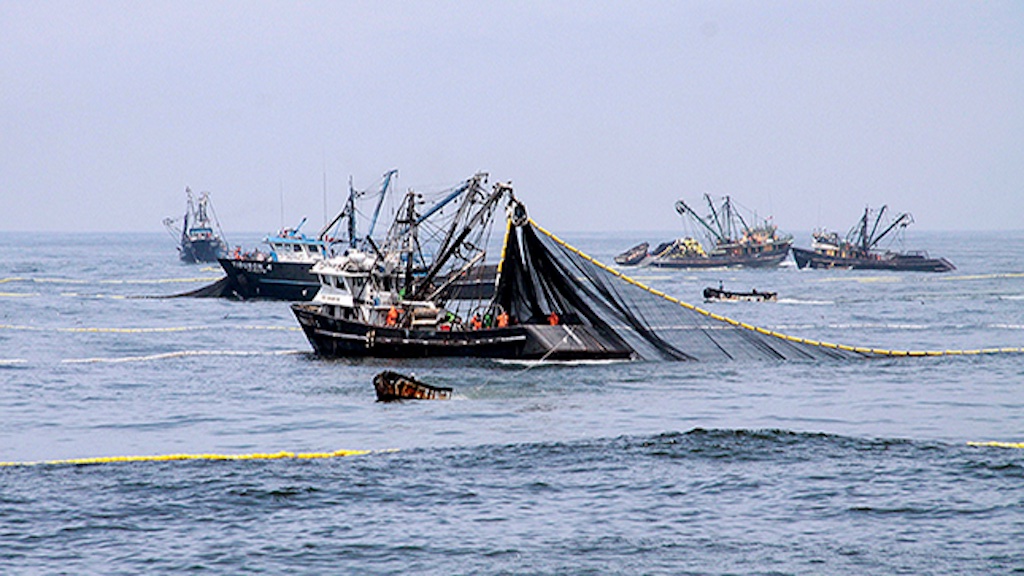 Read more about the article Exploratory anchovy fishery authorised