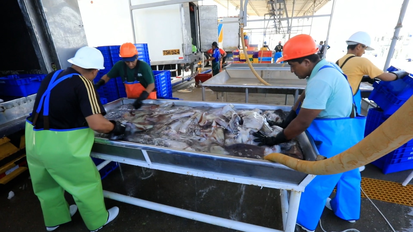 Read more about the article Peru sets half-million-tonne squid quota