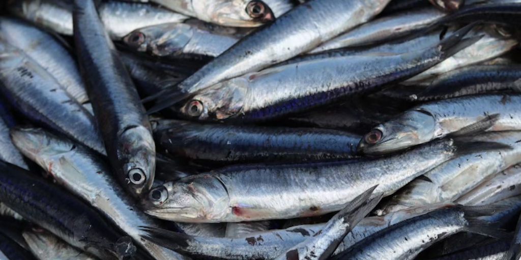 Read more about the article Quarter million southern zone anchovy quota authorised