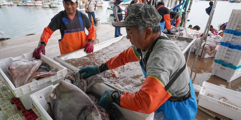 Read more about the article Focus on transboundary resources at SPRFMO meeting