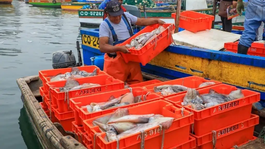 Read more about the article Peru’s squid landings more than 150% up