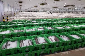 The new Peterhead Fish Market has secured the highest AA food safety and quality rating. Image: Peterhead Fish Market - @ Fiskerforum