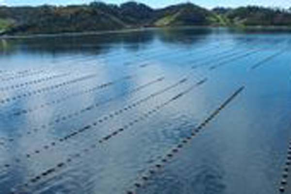 Read more about the article Chilean mussel fishery gains MSC certification