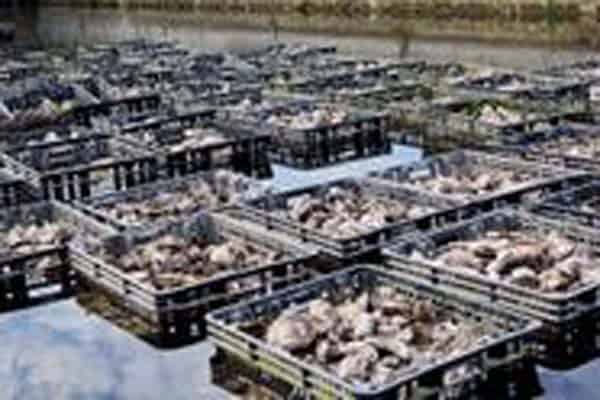 Read more about the article Dutch oyster fisheries achieve MSC certification