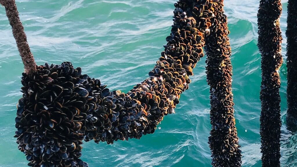 Mussel farms could have wider environmental benefits FiskerForum