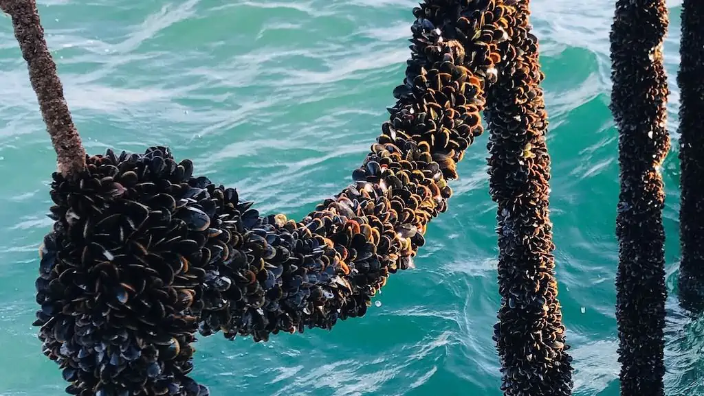 Read more about the article Mussel farms could have wider environmental benefits