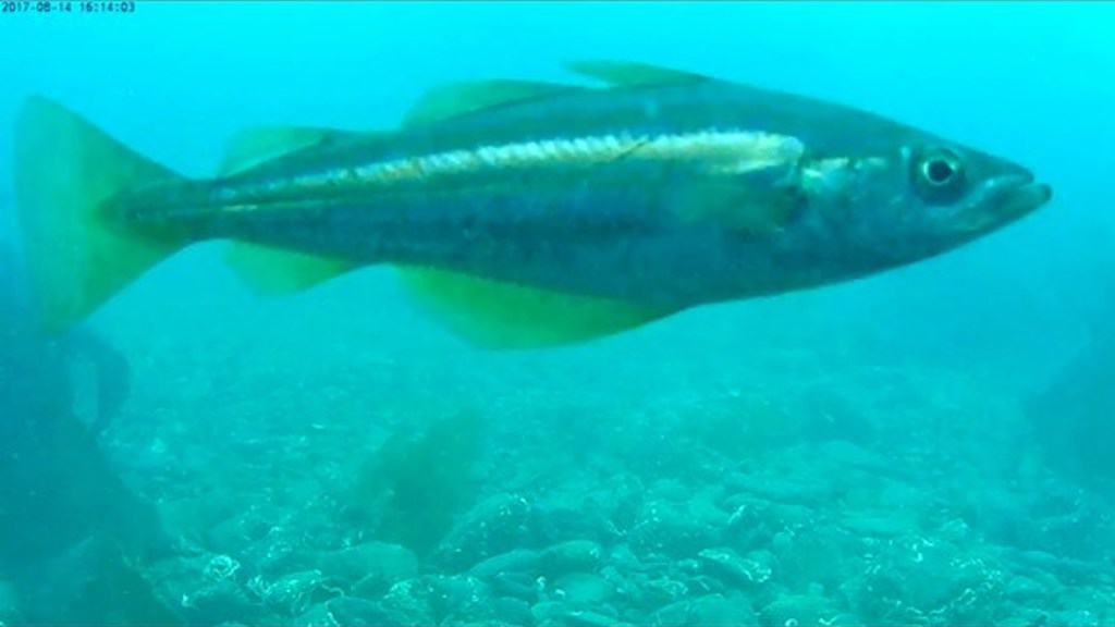 Read more about the article Study aims to offer new insights into pollack stocks