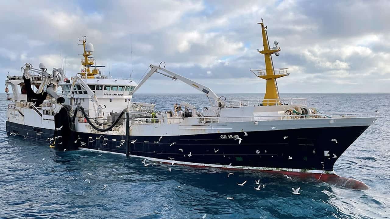 Read more about the article Searching solo for capelin