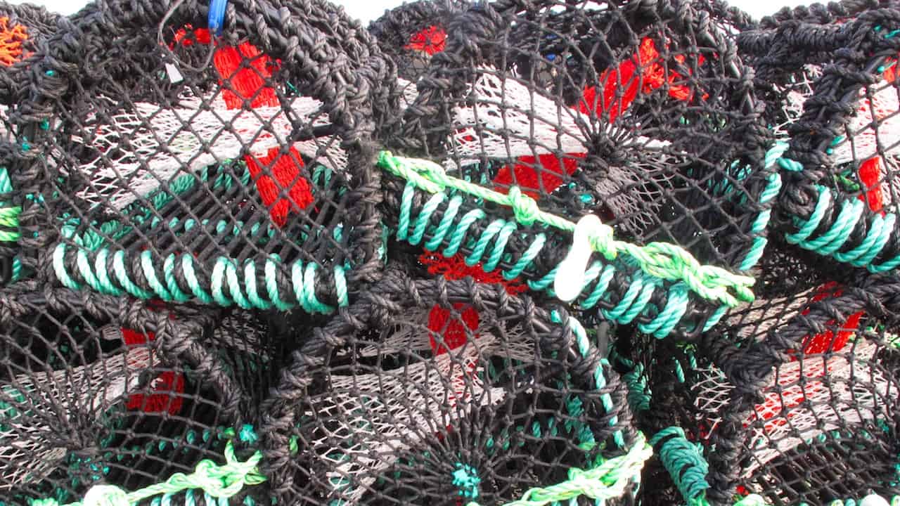 Read more about the article Clean Catch UK launches the UK’s first Wildlife Bycatch Mitigation Hub