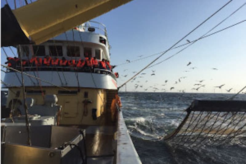 Read more about the article Dutch federations open and transparent on pulse fishing