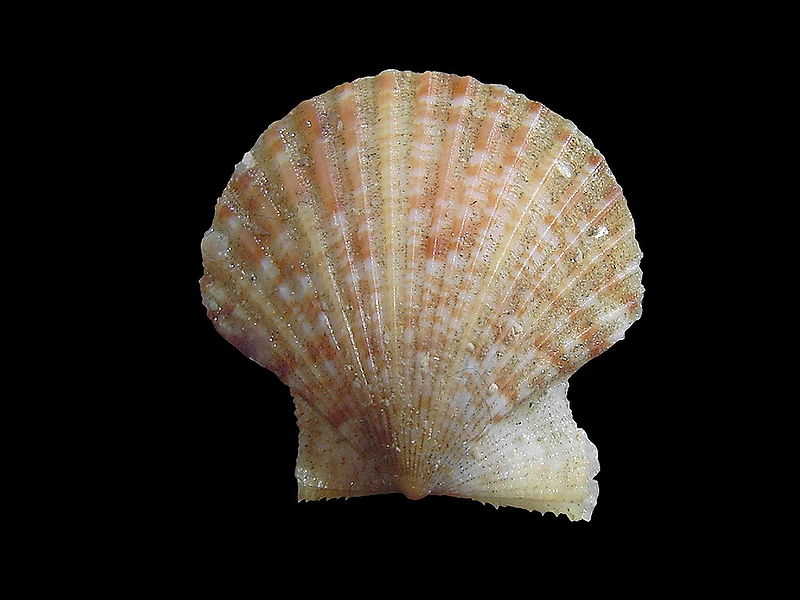 Read more about the article Royal blue for Queen Scallops as Faroes fishery is MSC certified