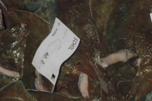 Channel plaice quotas have been more than doubled - @ Fiskerforum