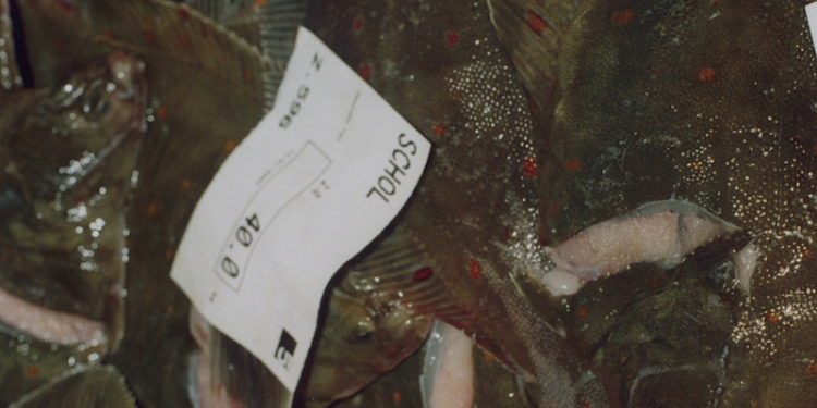 Channel plaice quotas have been more than doubled - @ Fiskerforum