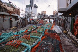 The Russian pollock fishery has been re-certified by the MSC. Image: RFC - @ Fiskerforum
