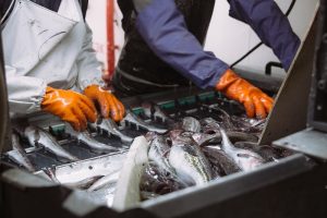 Processing pollock at one of RFC’s facilities - @ Fiskerforum