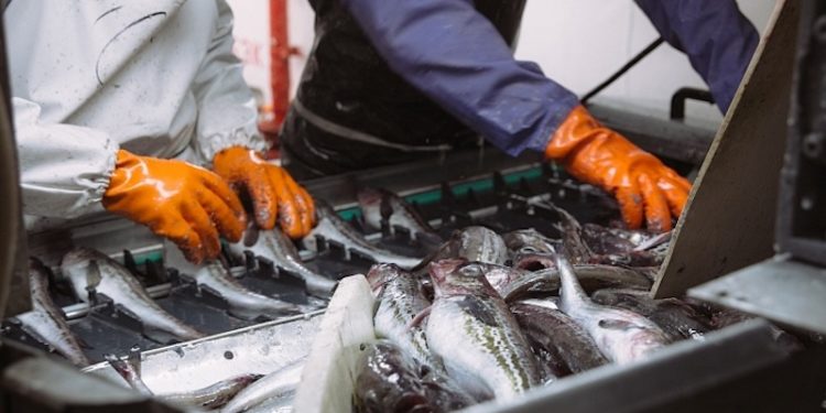 Processing pollock at one of RFC’s facilities - @ Fiskerforum