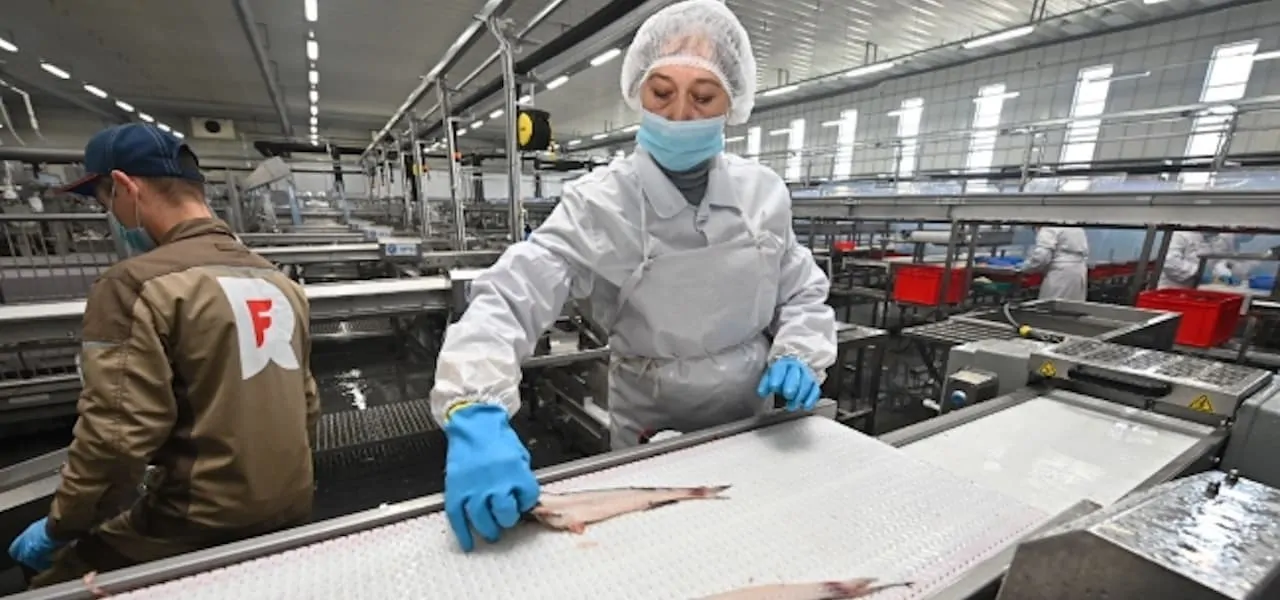 Read more about the article Russian Pollock starts production