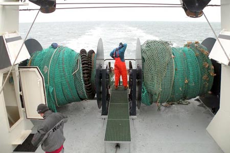Read more about the article Danish North Sea Plaice without MSC-label