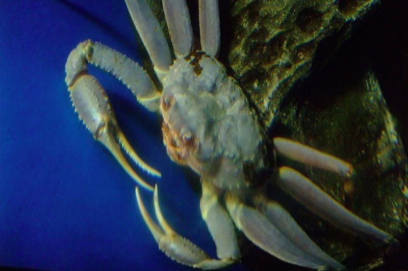 Read more about the article Crab quotas secured at auction