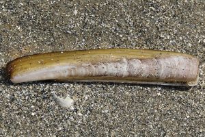 Marine Scotland plans to allow electric fishing trials for razor clams - @ Fiskerforum