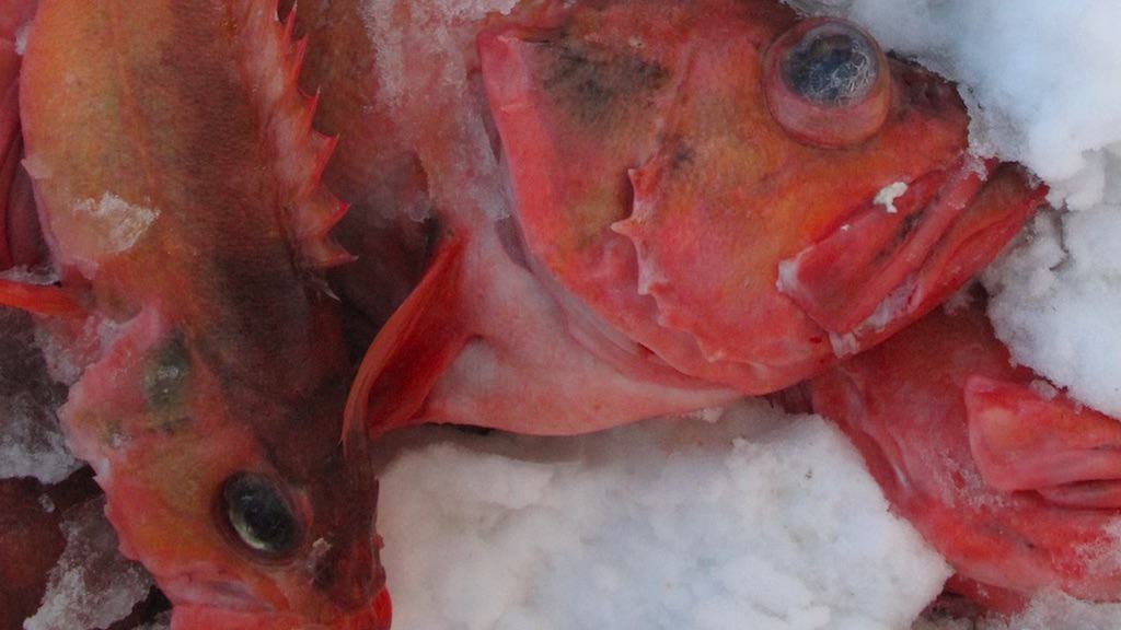 Read more about the article Positioning for redfish re-opening