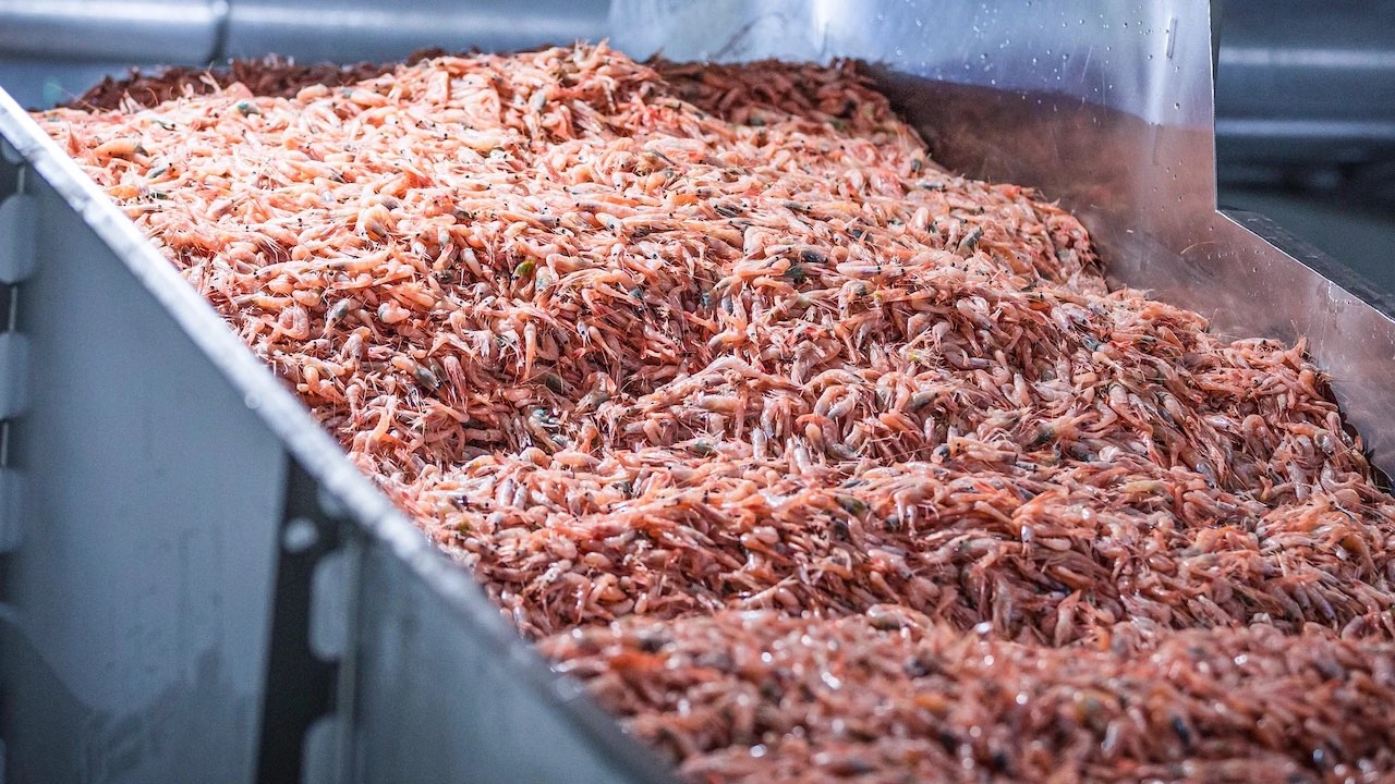 Read more about the article Turning shrimp side-streams into commercial potential