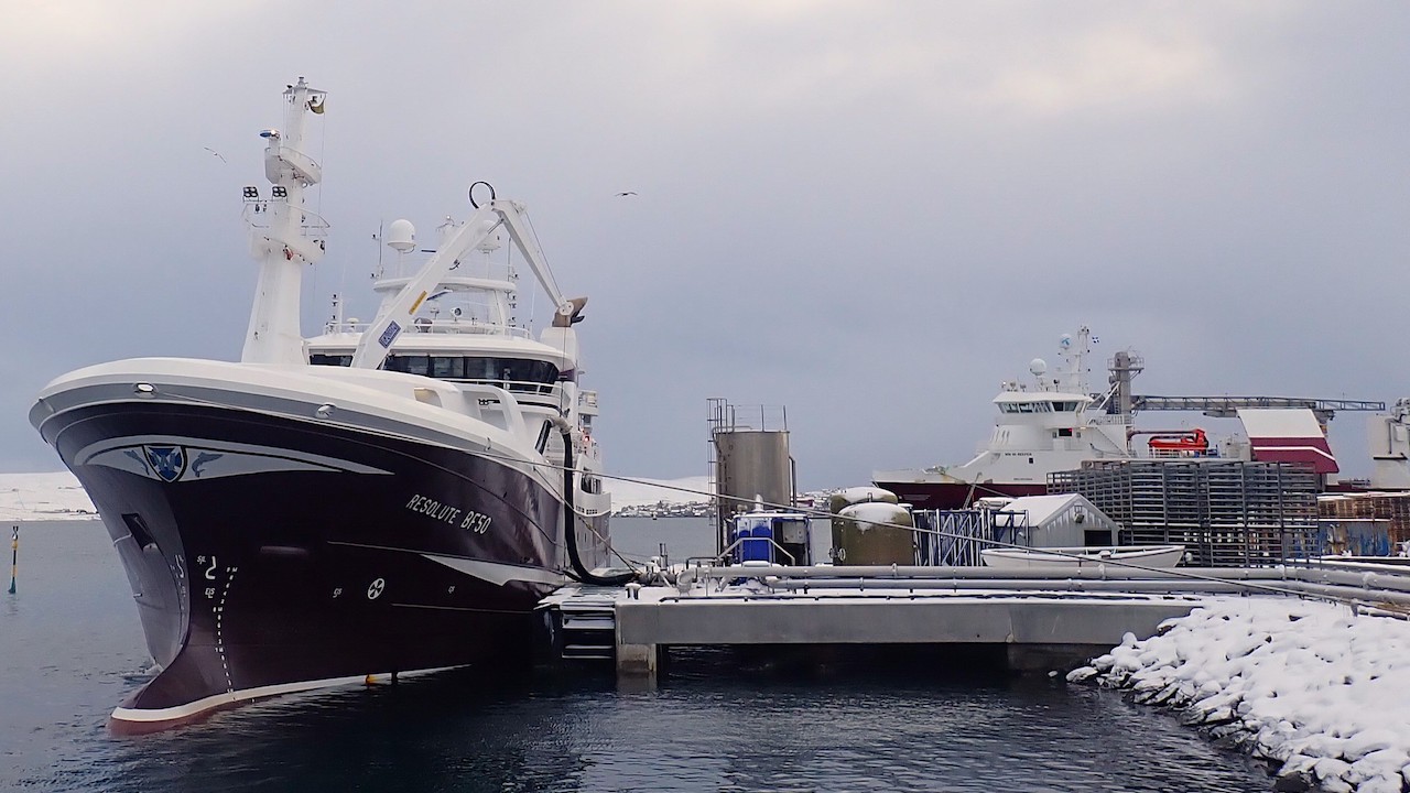 Read more about the article Strong demand for Scottish mackerel