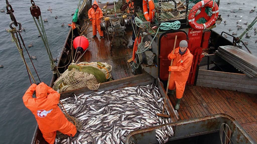 Read more about the article Russia’s fisheries off to a strong start
