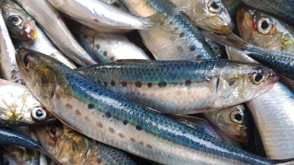 Read more about the article Ivashi sardine landings almost double last year’s