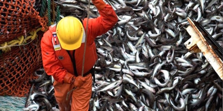 Russian catches total 3.7 million tonnes so far this year - @ Fiskerforum
