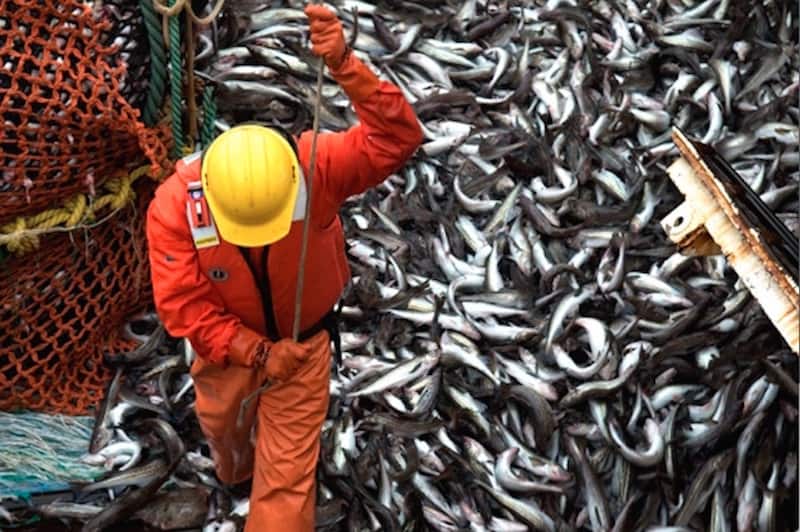 Read more about the article Russian catches reach 3.7 million tonnes this year