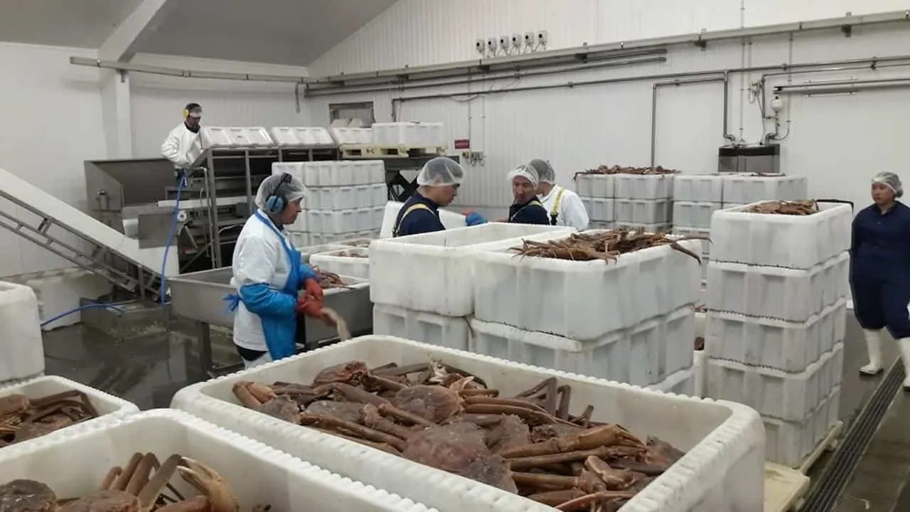 Read more about the article Good crab season for Royal Greenland’s Qeqertarsuaq factory